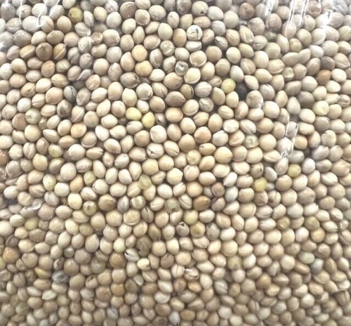 White millet seed bird food - millet,