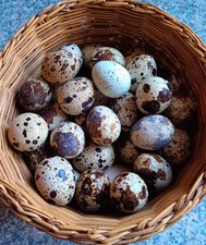 24 Japanese Coturnix Quail
