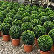 Buxus Sempervivum Ball in 23cm