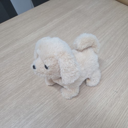 Golden retriever puppy walking - golden,
