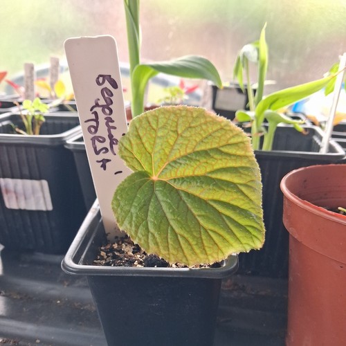 Begonia torsa rare - 'torsa', uk