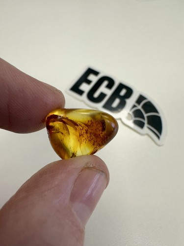 Baltic amber with mosquito - baltic,