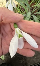 Galanthus ‘Pear Drop’  ×1