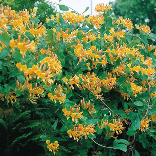 Lonicera tellmanniana - lonicera,
