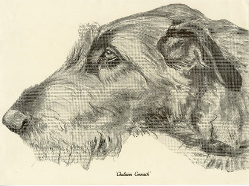 Irish wolfhound vintage - wolfhound,