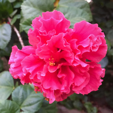 Hibiscus mutabilis (Cotton
