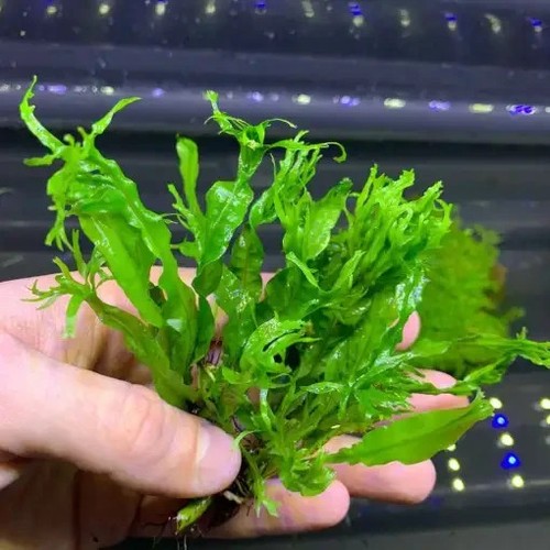 Java fern windelov beautiful - java,