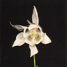 Fridge - Happiness (2001) CD