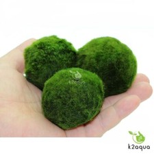 5-7cm Giant MARIMO MOSS BALLS Cladophora live aquarium plant fish  shrimp K2AQUA