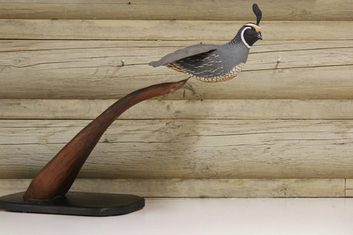 California quail - california,
