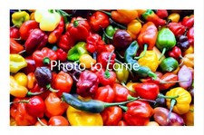 20 Lombok Chilli Seeds. UK