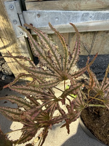 Acer palmatum mikazuki rare - mikazuki,