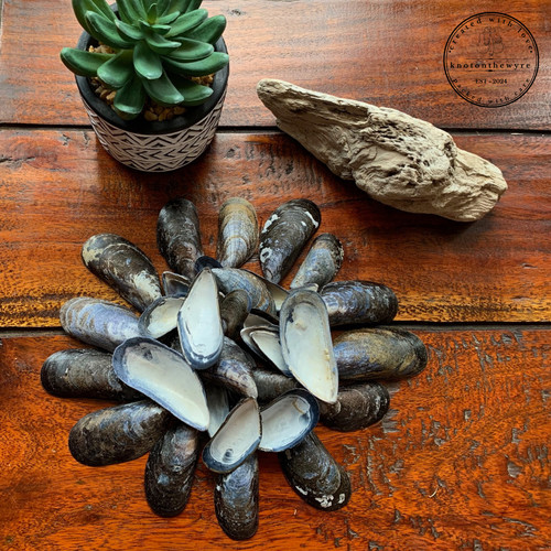 Lancashire mussel shells - lancashire,