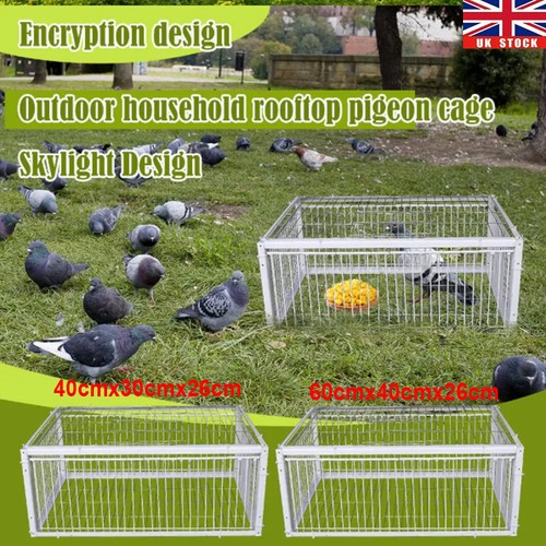 Pigeon trap cage - pigeon,