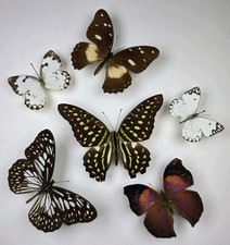 Real Butterfly Collection x 6