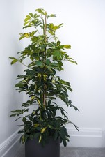 Umbrella Plant