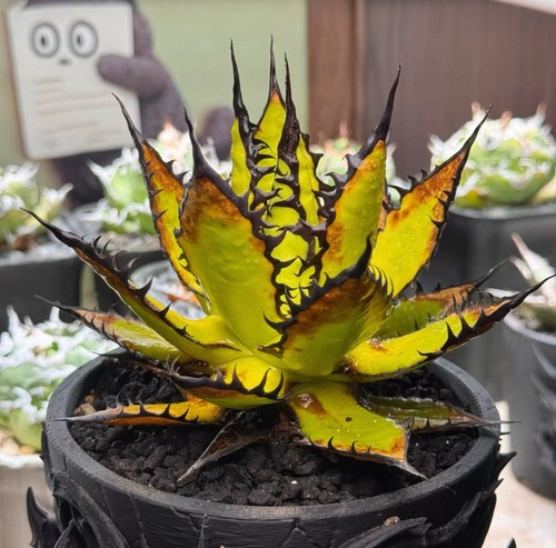 14cm rare live - rare,