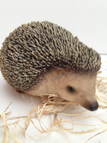 Real life pygmy - real,
