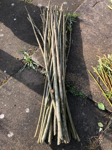 30x 90cm willow plant tree - 90cm,
