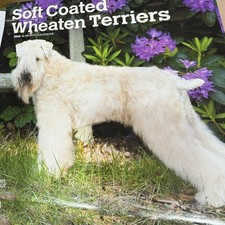 Soft coated wheaten terrier