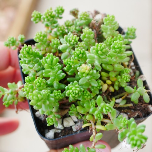 Sedum album coral carpet - coral, with