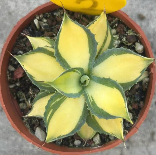 8cm rare cacti agave potatorum - cacti,