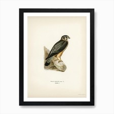 Merlin Male (Falco Aesalon)