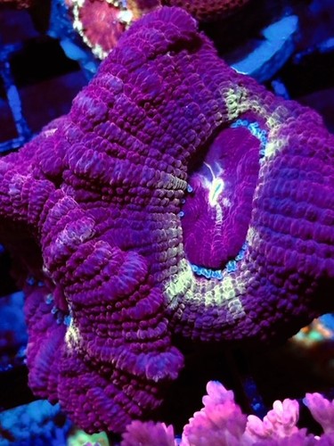Coral beauties aquatics - beauties,