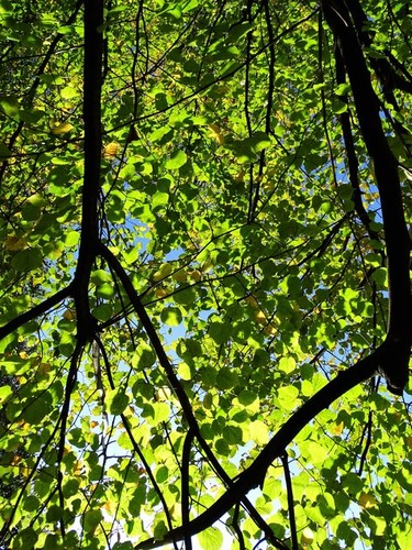 Photo 6x4 leafy canopy - canopy, in