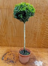 Buxus sempervirens (Common Box) 25-30cm Ball on 50-60cm Stem - Topiary Standard