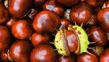 25 X Conkers (LARGE)  Horse Chestnut Spider Repellent (2025 crop)