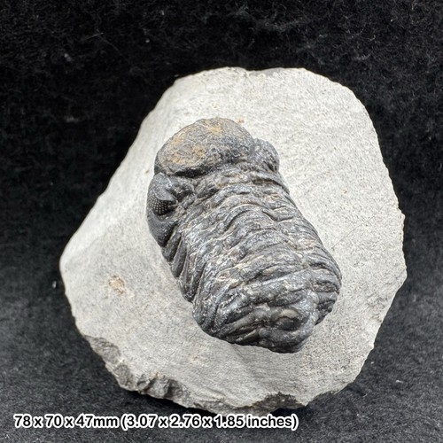 Reedops trilobite fossil - ,
