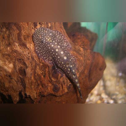 Polka dot hillstream loach - dot,