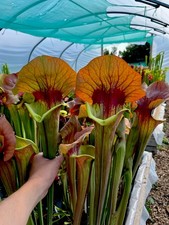 Sarracenia x Asbo Giant (carnivorous pitcher plant)