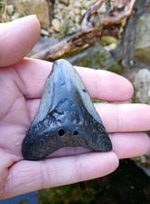 Megalodon Shark Tooth Fossil