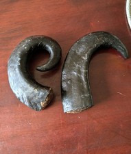 Natural stuffed buffalo - buffalo, horn