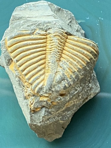 Fossil collectable trilobite - fossil,