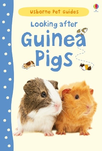 Looking after guinea - looking, pigs