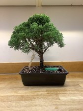 Shimpaku Sargentii Juniper