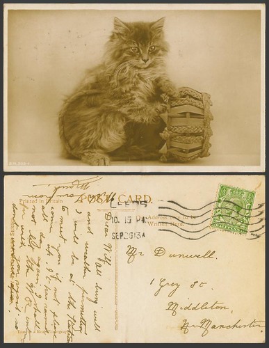 Cat kitten play 1913 - cat, at