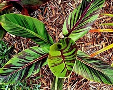 Banana Hardy Rustic 30cm Tiger