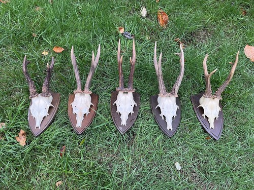 Nice roe deer buck - 5x,