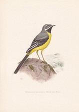 1960 GREY WAGTAIL Bird Print -