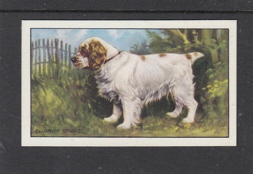1936 gallaher dogs 1st - gallaher,
