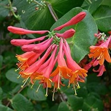  TRUMPET CORAL HONEYSUCKLE