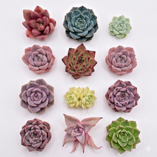 10pcs Mini Succulents Head