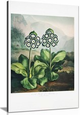 A Group of Auriculas Framed