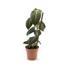Philodendron Melanochrysum