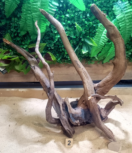 Dark moor root wood - dark,