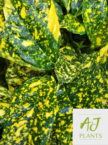 Aucuba japonica goldstrike - mr,